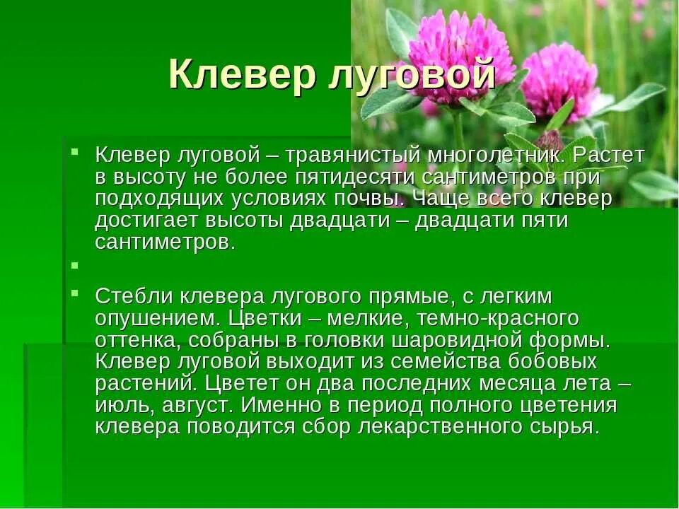 Клевер луговой польза. Систематика клевера Лугового. Клевер Луговой красный биология. Классификация растения Клевер Луговой.