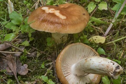 Хренов гриб