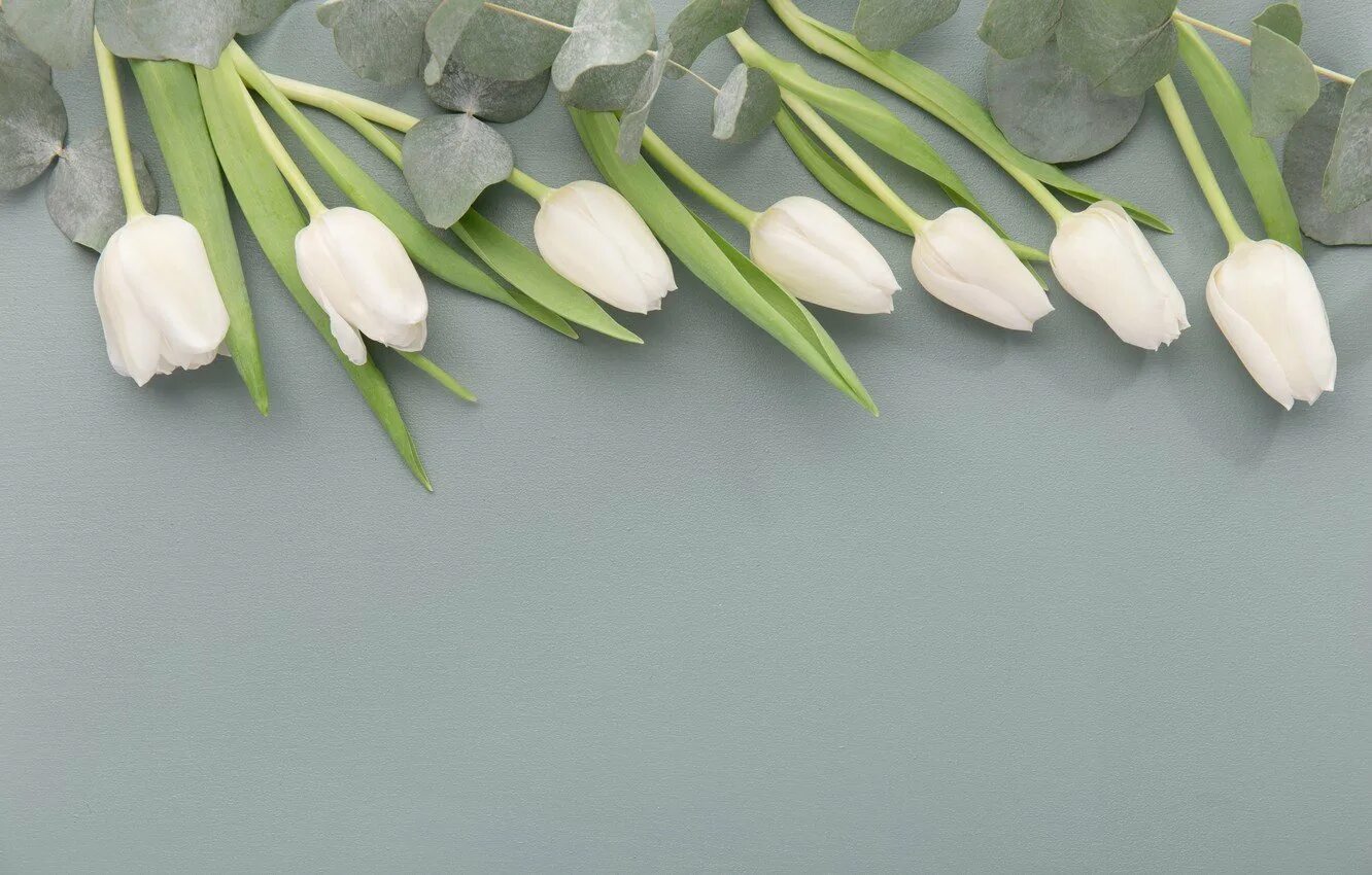 Тюльпаны минимализм. Белые тюльпаны. Цветы тюльпаны белые. Тюльпаны сбоку.