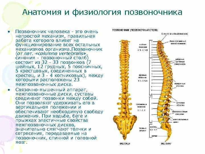 Схема отделов позвоночника человека анатомия и физиология. Позвоночный столб анатомия строение. Позвоночный столб и строение позвонка рисунок. Скелет позвоночника человека с описанием.