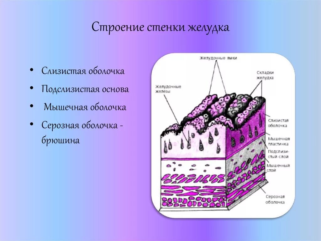 Слизистая подслизистая оболочки желудка. Строение серозной оболочки желудка. Строение слизистой оболочки анатомия. Слизистая мышечная серозная оболочки. Слизистая оболочка желудка состоит из