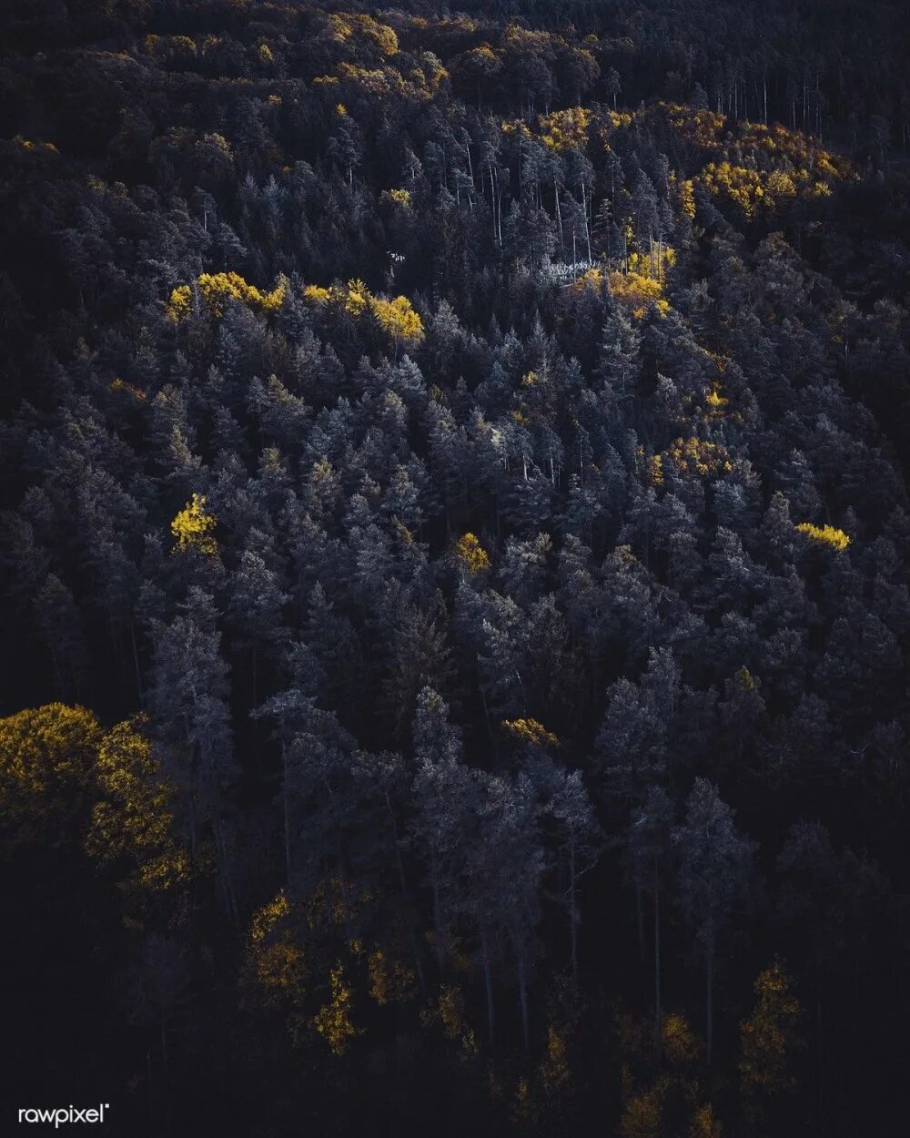 Самый черный лес. Лес Шварцвальд Германия. Шварцвальд (the Black Forest). Черный лес Германия. Шварцвальд темный лес.