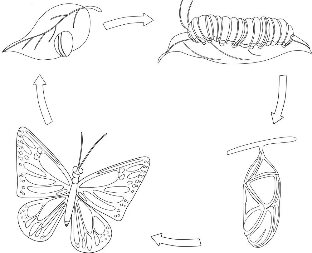 Развитие бабочки схема. Цикл развития насекомых бабочки. Бабочка рисунок карандашом. Рисование бабочки. Цикл развития бабочки для детей.
