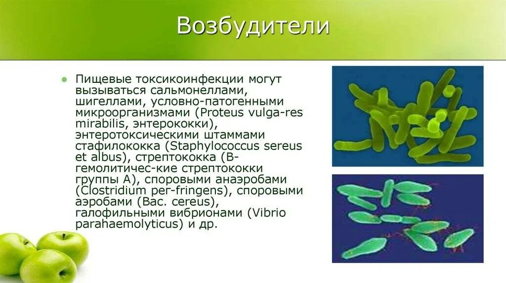 Бактерии возбудители пищевых токсикоинфекций. Пищевые отравления, возбудители токсикоинфекций.». Микроорганизмы - возбудители пищевых токсикоинфекций. Пищевые бактериальные токсикоинфекции.