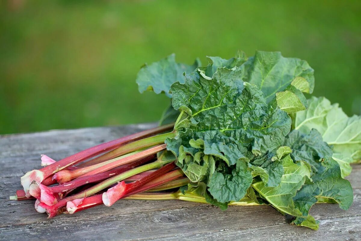 Горец альпийский кислятка. Шпинат базилик руккола. Папоротник орляк еда. Киндзюк миндзюк трава. Растения идут в пищу.