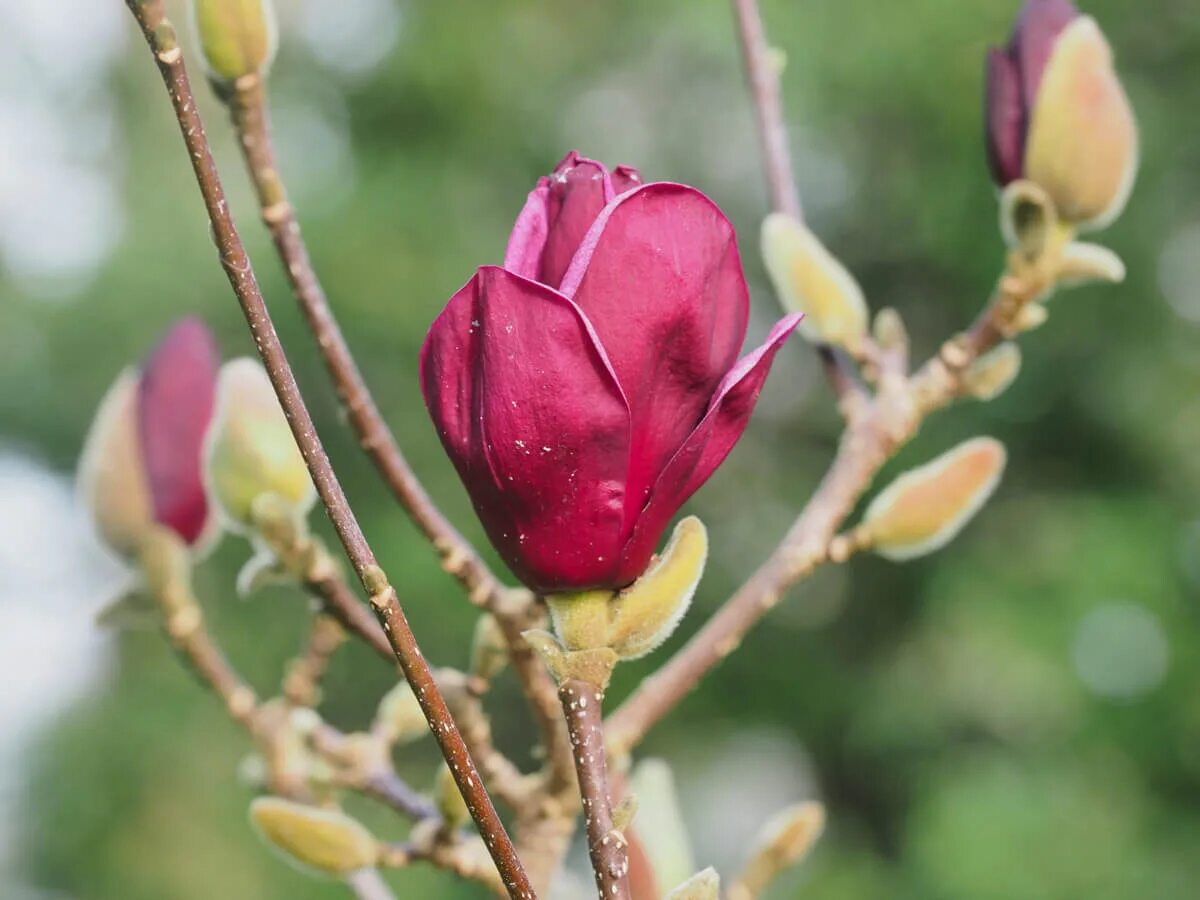 Магнолия Суланжа. Магнолия Суланжа Genie. Магнолия "Джени" /Magnolia 'Genie'. Магнолия Суланжа бордовая. Купить магнолию саженцы в беларуси