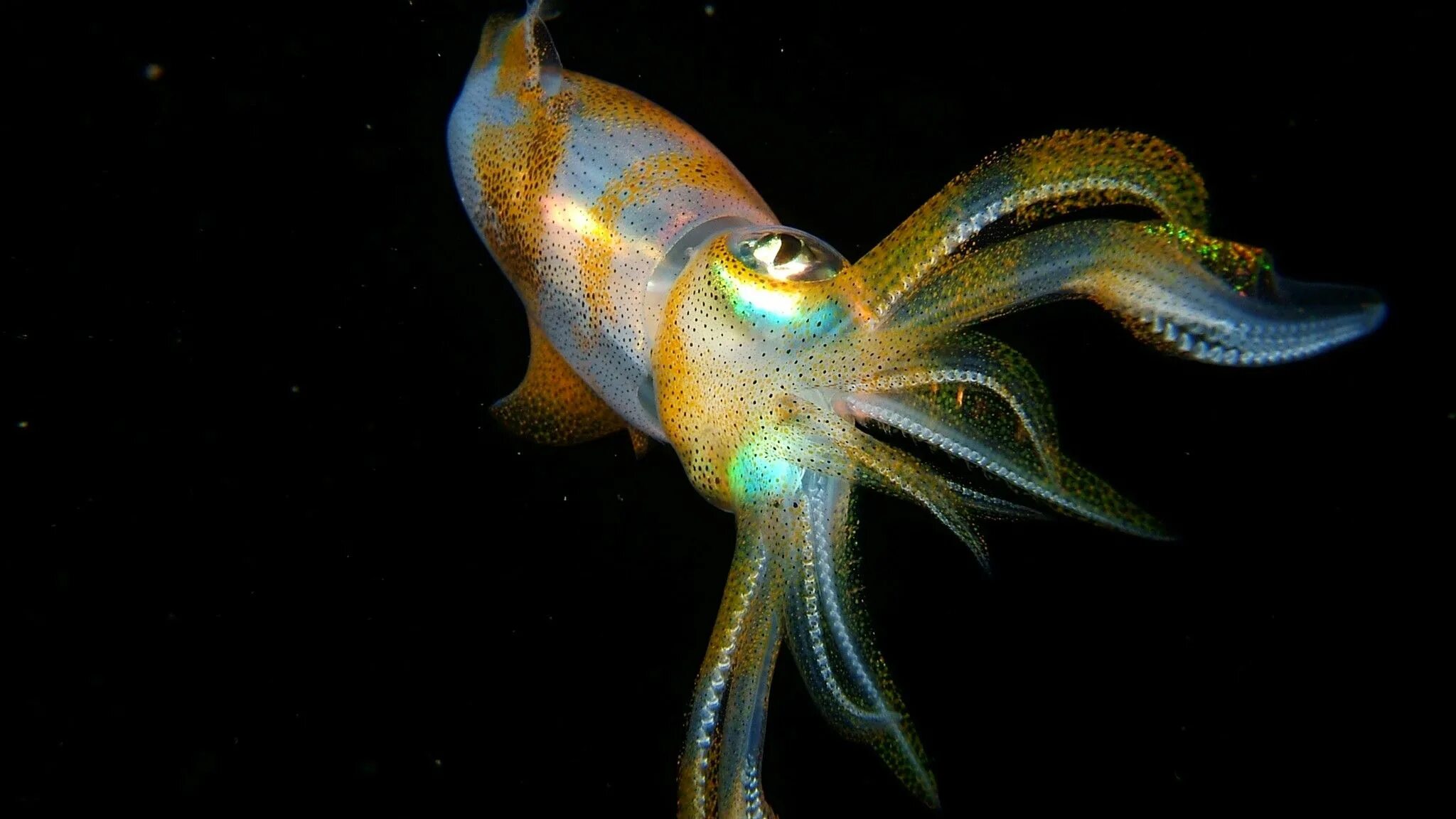 Головоногие моллюски кальмар. Кальмар моллюск. Кальмар Squid. Биолюминесценция головоногих. Головоногая рыба