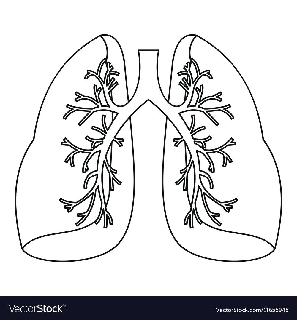 Рисунок лёгких человека. Раскраска легкие человека. Трафарет человеческих легких.