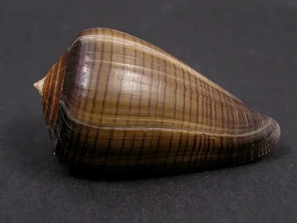 Географический моллюск