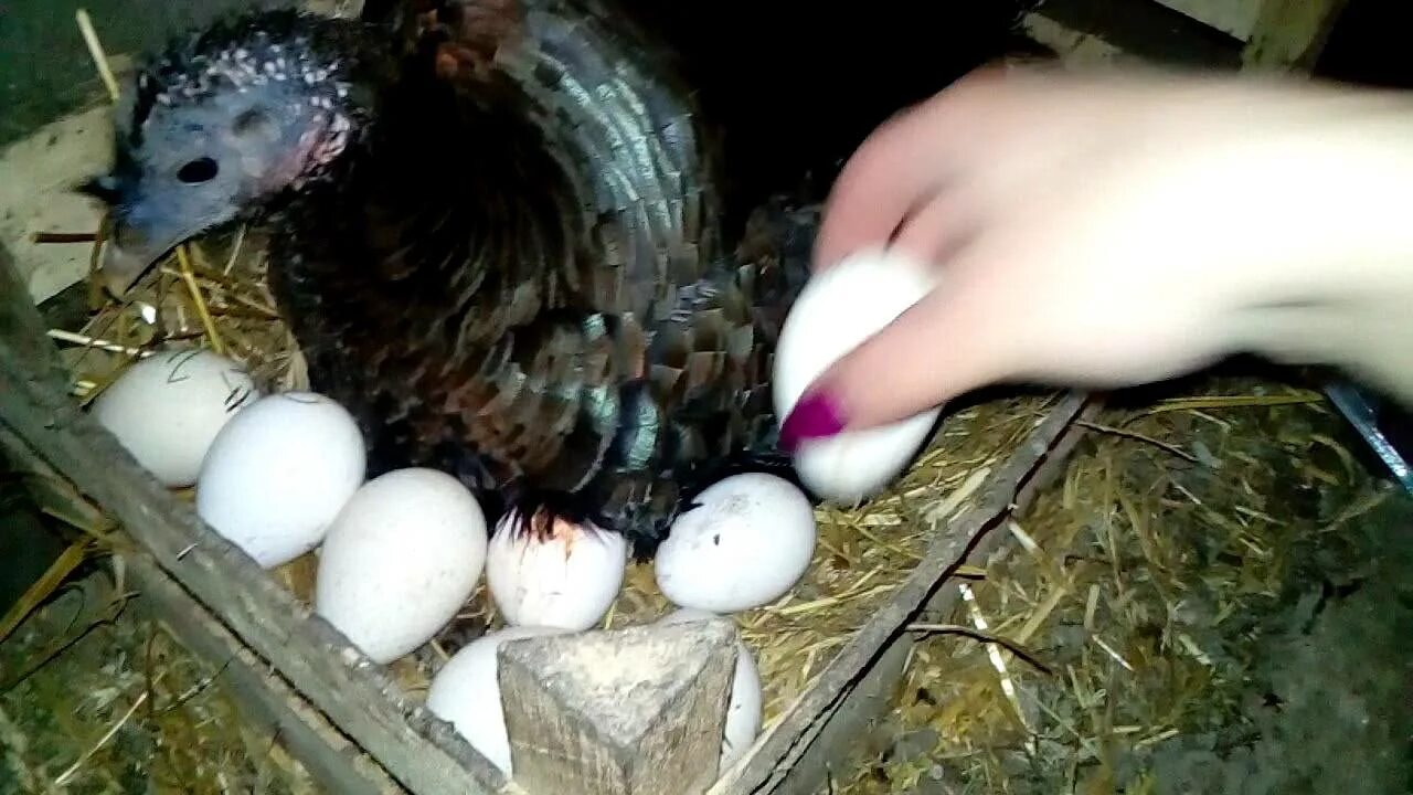 Сколько индюшка сидит на яйцах. Индюшка высиживает гусиные яйца.. Индоутка наседка на яйцах. Яйцо индюка.