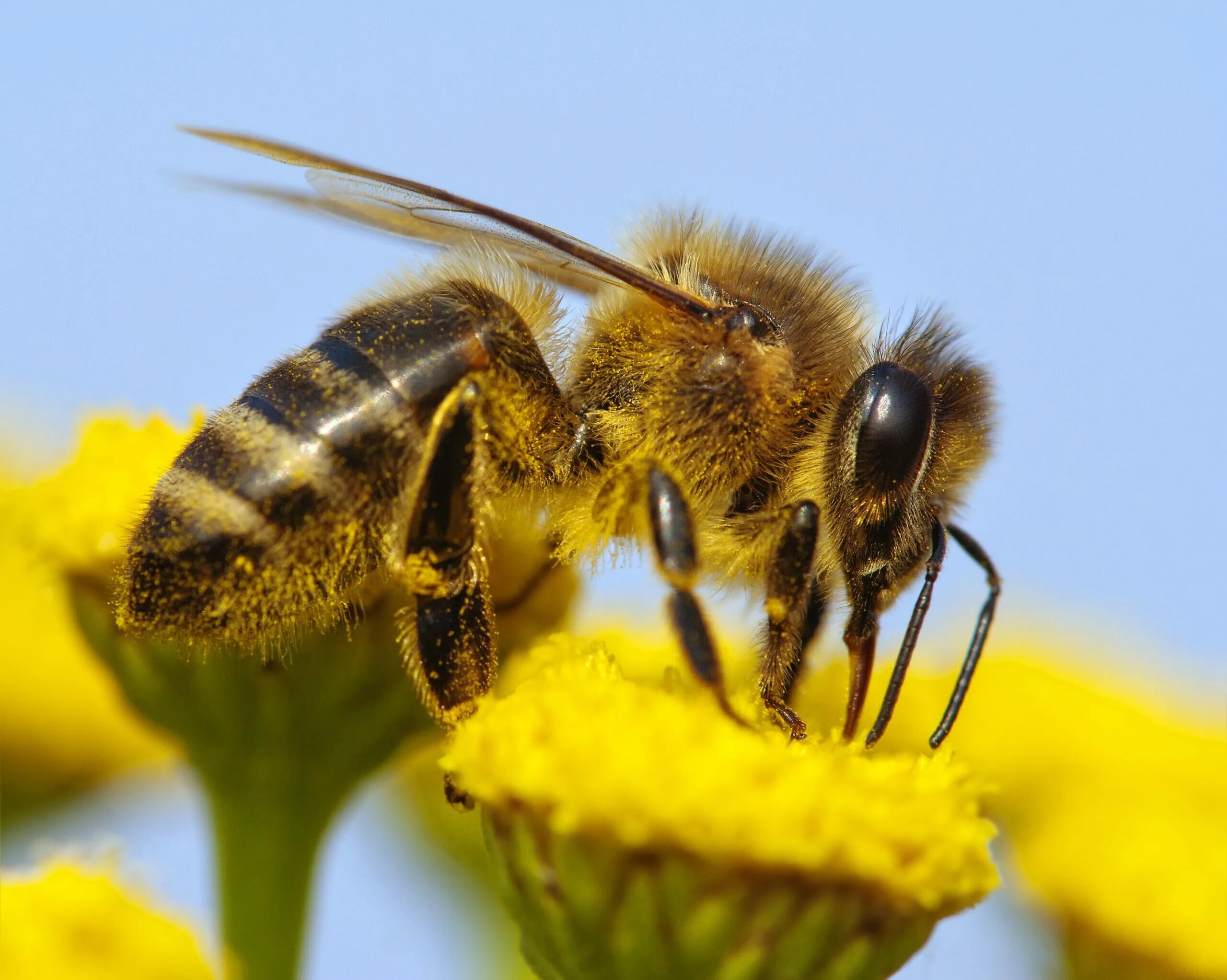 Среднерусская пчела. Медоносная пчела. APIS mellifera Caucasica. Пчела фото. Жигулевское опылители