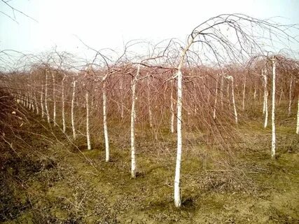 Посадка берез