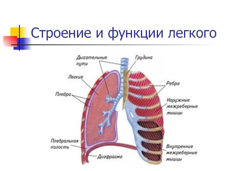 Легкие строение и функции. Лёгкие человека анатомия функции. Легкое особенности строения и функции. Строение лёгких и их функции. Легкие значение кратко