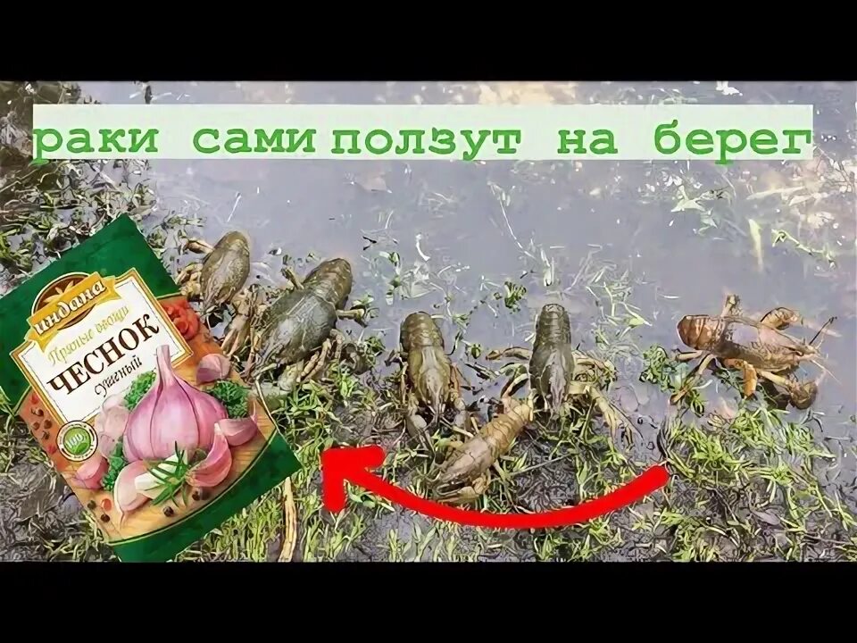 Песня приползет же сама. Песня приползет же сама