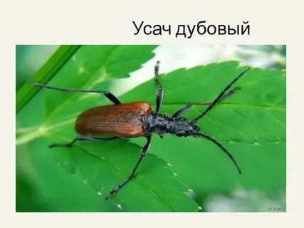 Экологическое описание дубового усача