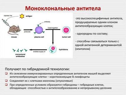 Иммуноглобулин моноклональные антитела