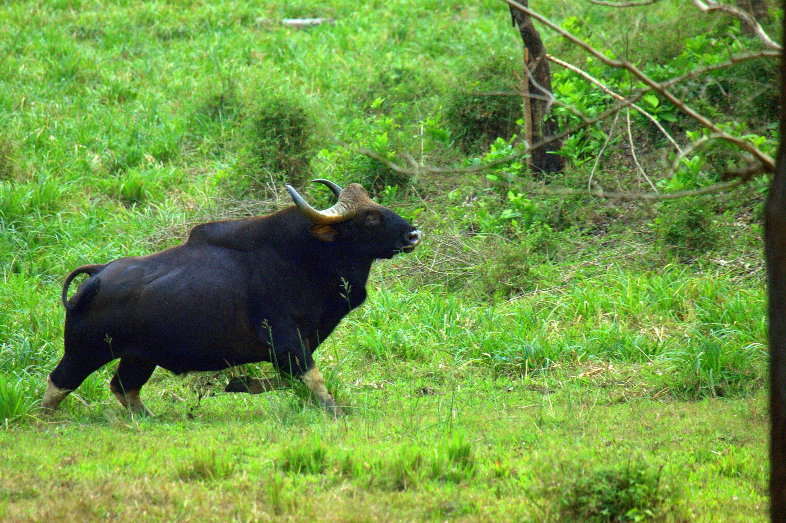 Дикий бык 5. Гаур гаял. Дикий бык Гаур. Индийский бык Гаур. Индийский Лесной бык Гаур.