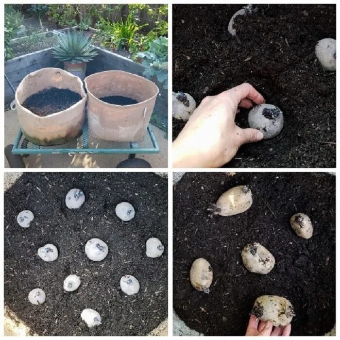 Выращивание картофеля в домашних условиях. Высаживание картошки в мешках. Картошка в мешках выращивание. Интересные идеи для выращивания картофеля. Необычные способы выращивания картофеля.