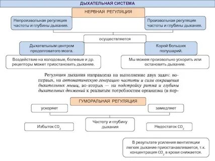 Регулирует частоту и глубину дыхания