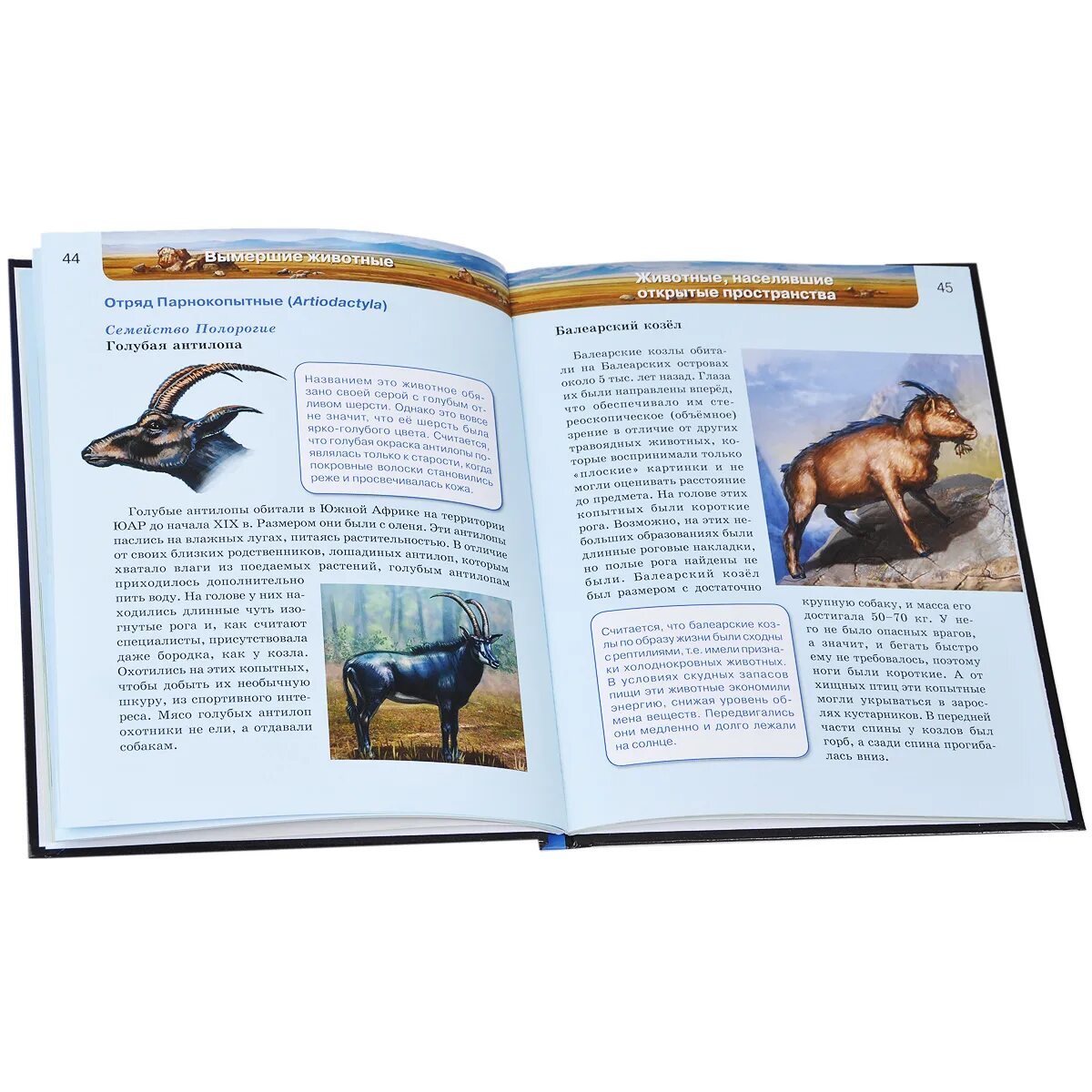 Страницы из энциклопедии про животных. Энциклопедия животных читать. Энциклопедия животных для детей. Энциклопедия животных. Энциклопедия животных читать.