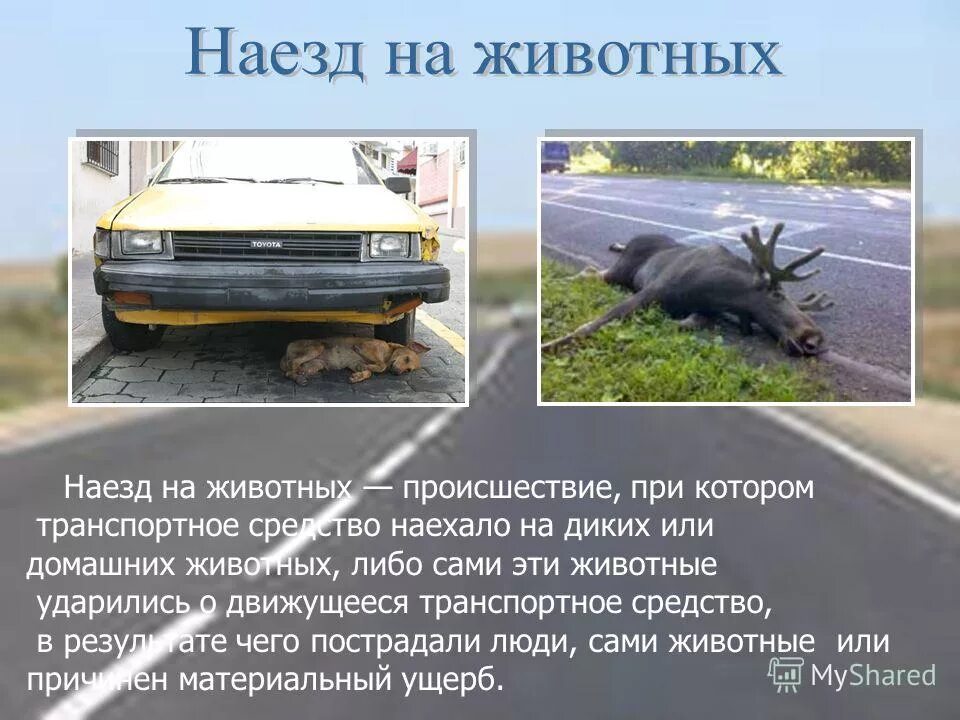 Наезд на дикое животное. Миграция лосей. Животные попавшие под машину. Наезд на дикое животное. Олень на дороге.