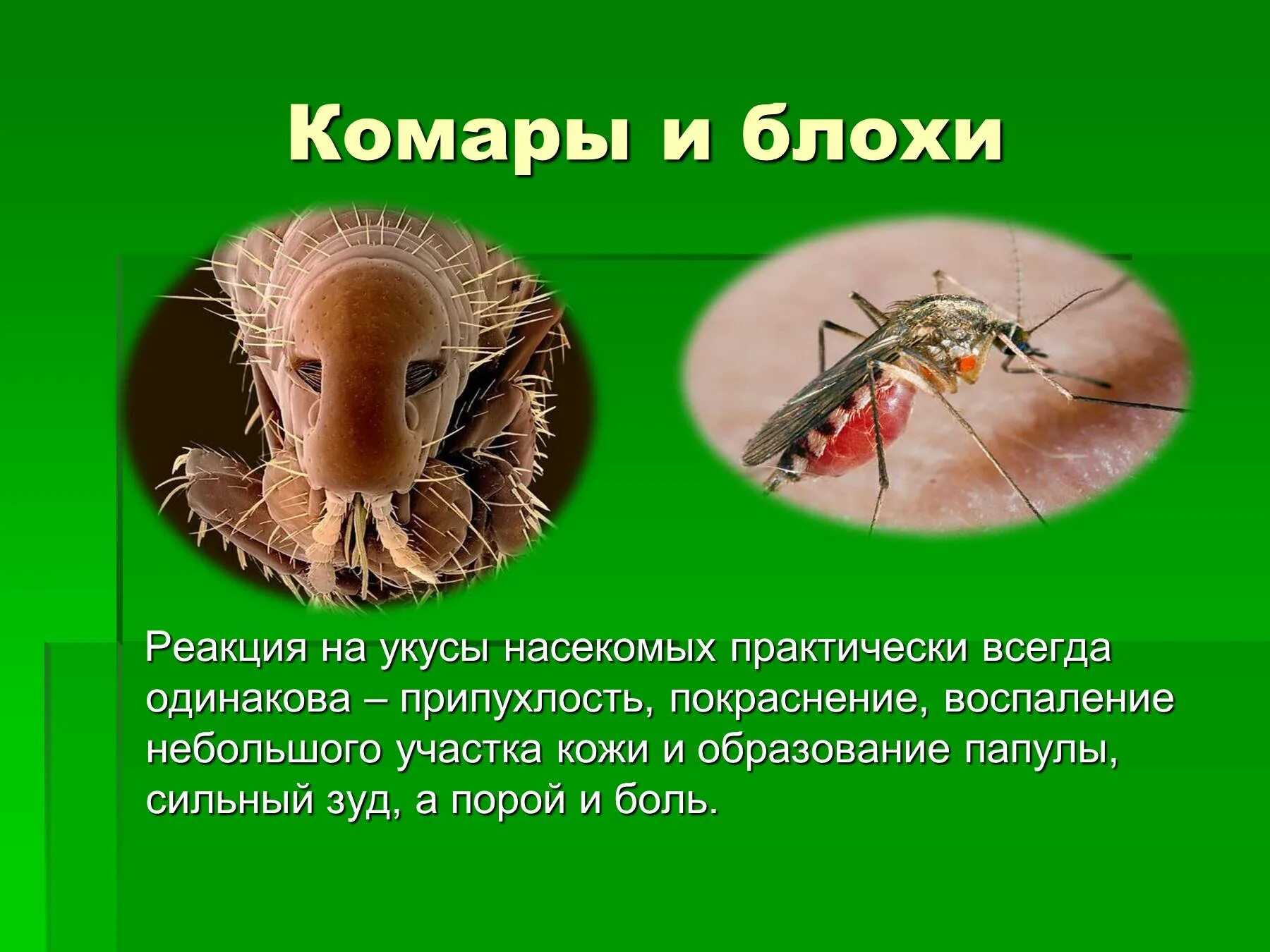 Укусы насекомых сообщение. Укусы насекомых блох комаров. Укусы насекомых презентация. Презентация на тему комар.