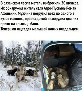 Затащила волка в машину