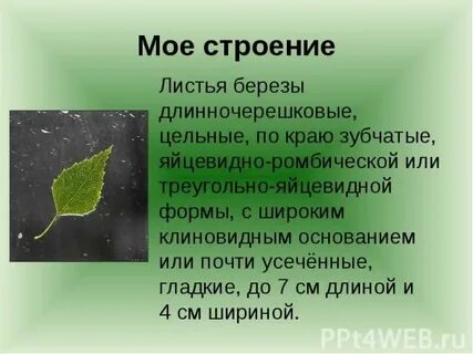 Листа презентация 3 класс