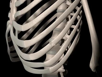 Rib фото