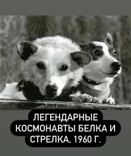 1960 животного