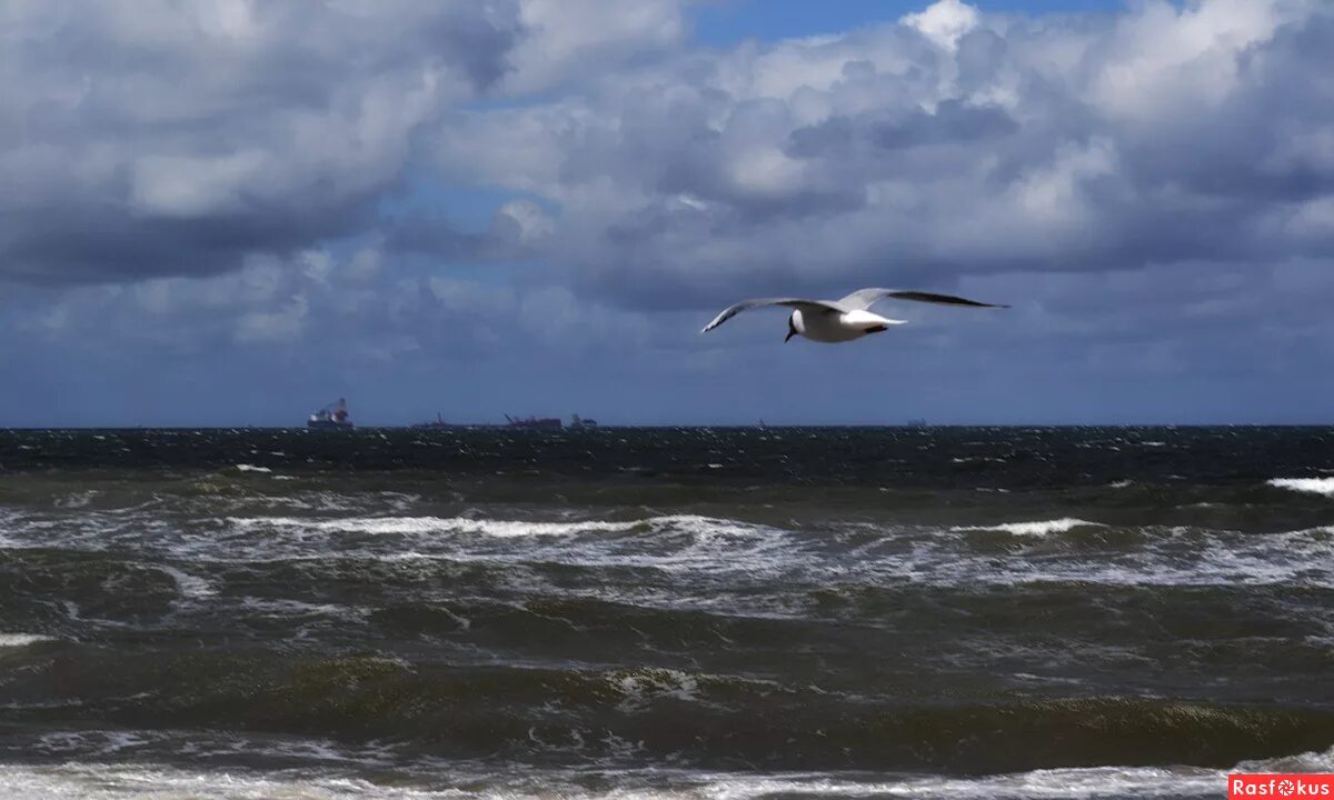 Зеленоградск море чайка. Чайка над морем кружит. Птицы над морем. Чайки над морем. Море шторм чайки.