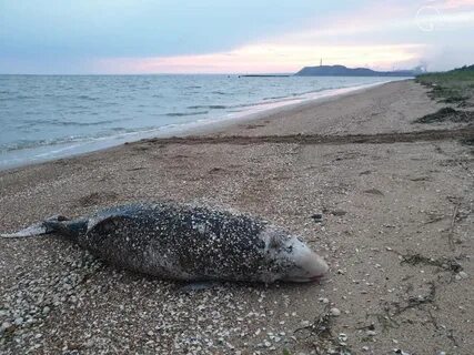 Рыба большая азовское море