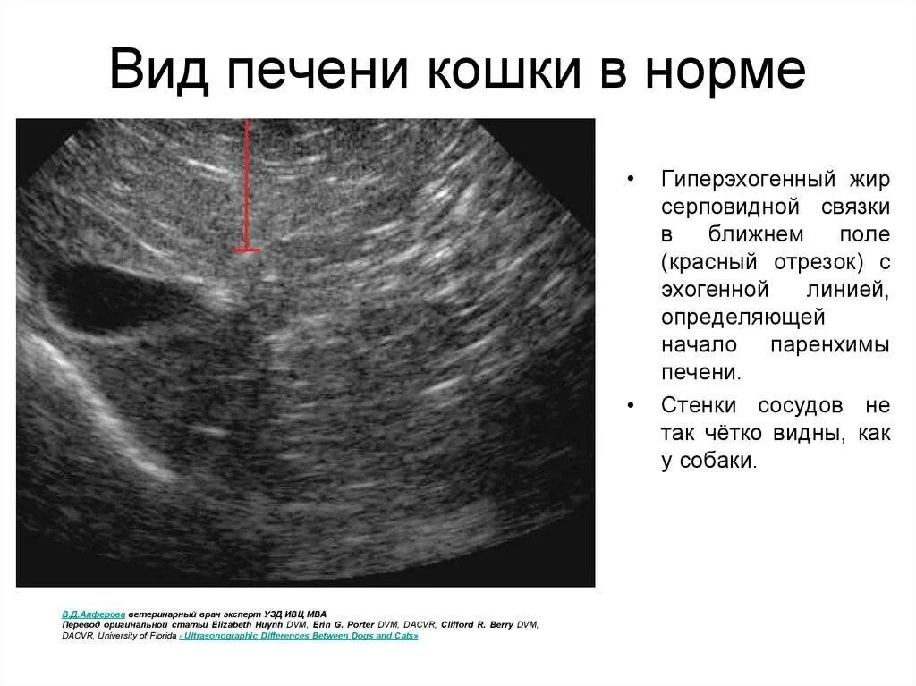 Селезенка кота. Ультразвуковое исследование печени. УЗИ печени норма. Объемные образования печени на УЗИ.