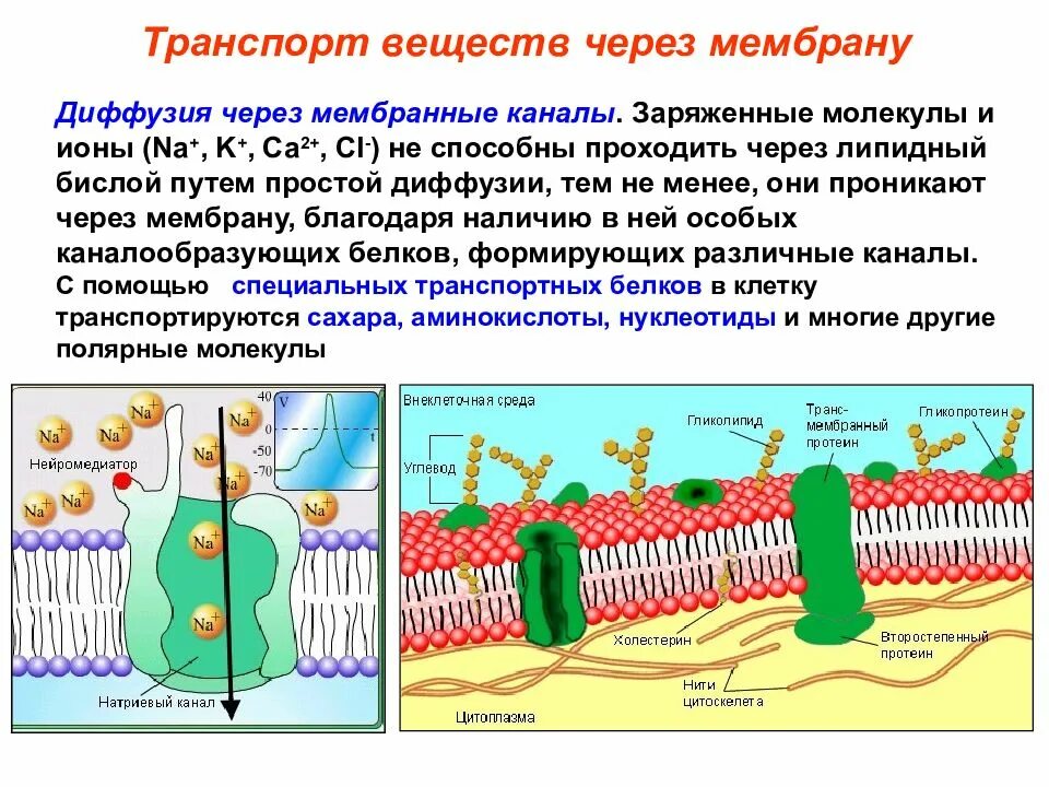 Какой вид мембранного транспорта показан на рисунке. Мембранные каналы цитоплазматической мембраны. Транспорт через мембрану клетки. Транспорт через мембранные каналы. Транспорт веществ через мембранные каналы.