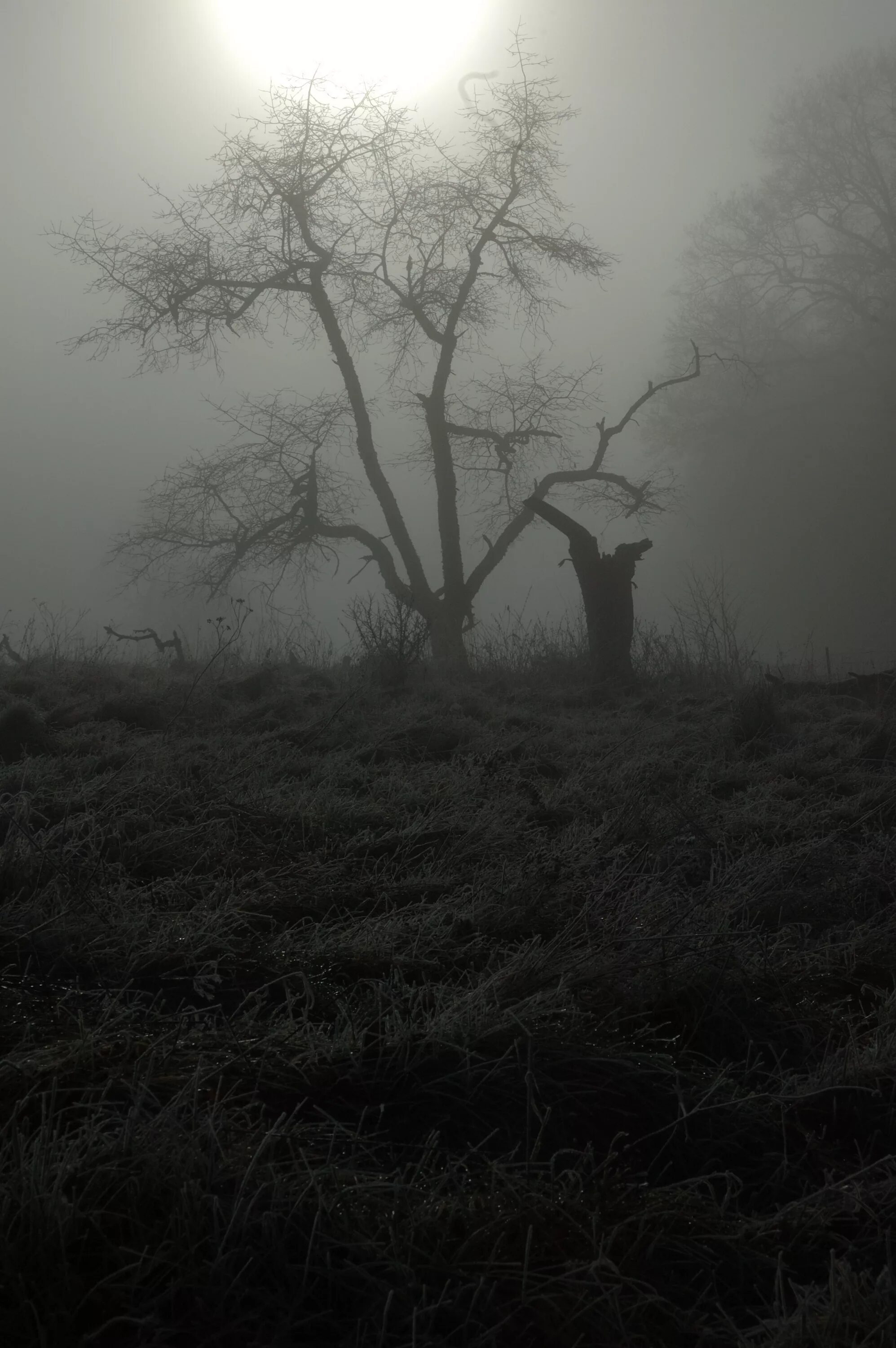 Страшный лес в тумане. Страшный туман. Жуткий туман. Страшная атмосфера. Загадочные туманы