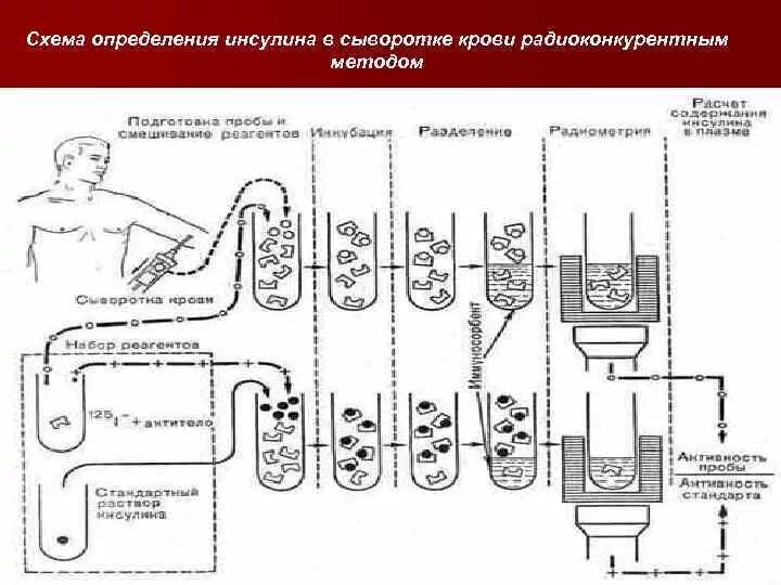 Инсулин с помощью бактерий. Технологическая схема получения инсулина. технологическая схема производства инсулина. инсулин схема. методы получения инсулина.