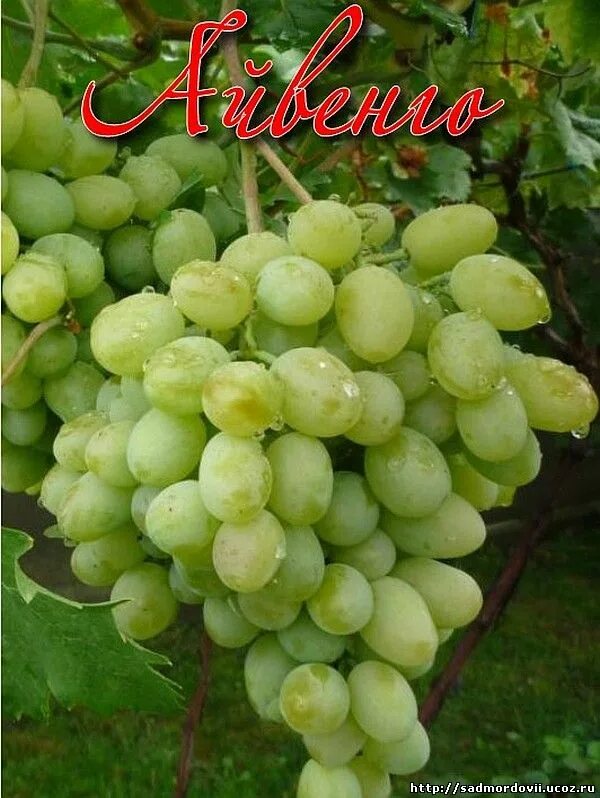 Виноград сорт триумф описание сорта фото. Виноград триумф потапенко. Виноград триумф среднеранний. Виноград сорт триумф описание сорта фото. Виноград сорт триумф описание сорта фото.