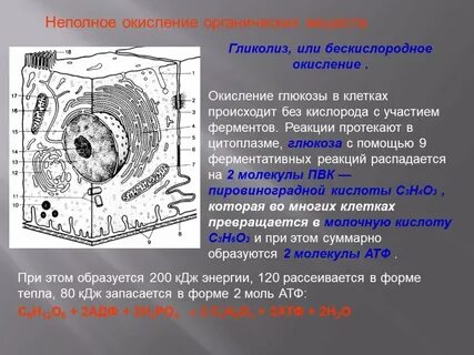 Бескислородное окисление глюкозы до пировиноградной кислоты