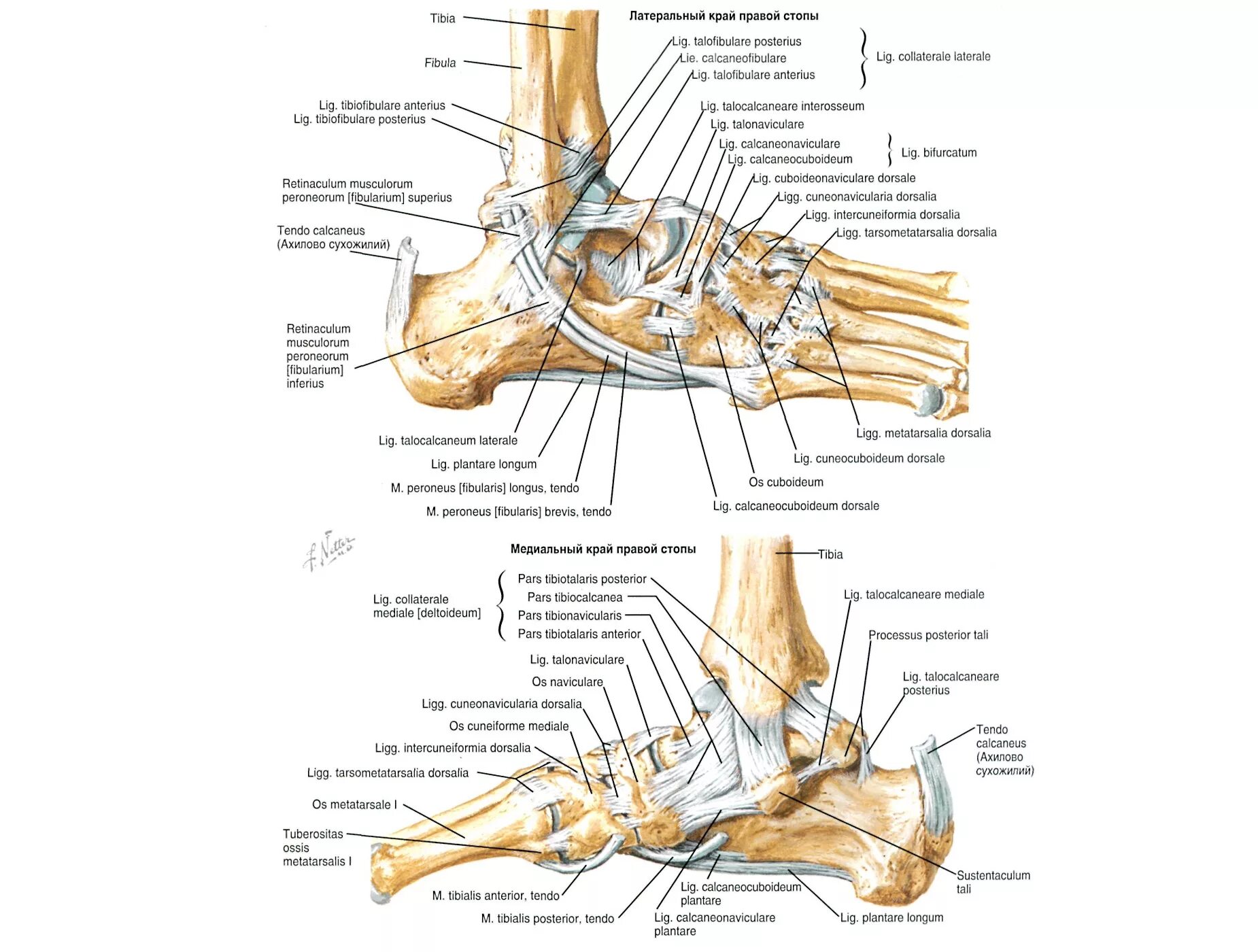 Связочный аппарат голеностопного сустава анатомия. Голеностопный сустав анатомия строение. Голеностопный сустав анатомия строение мышцы. Мышцы голеностопного сустава анатомия человека. Кости голеностопного сустава человека