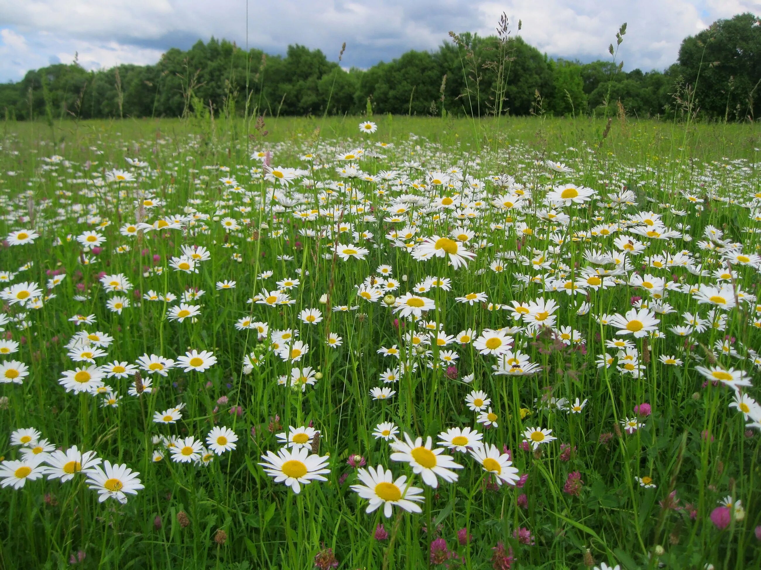 Луг с ромашками. Поле ромашек. Шикарные ромашки. Пейзаж удмуртия поле италмас. Ромашковое поле.