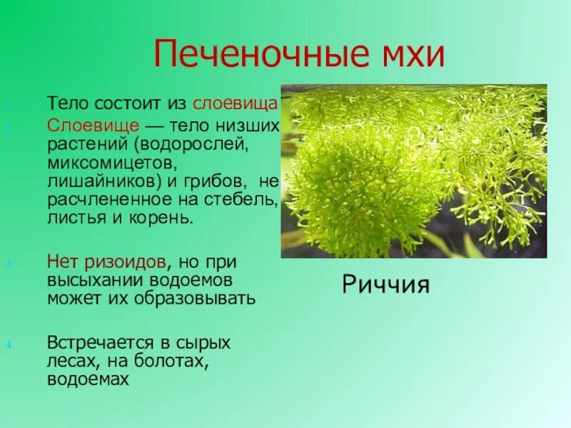 Сообщение о мхах