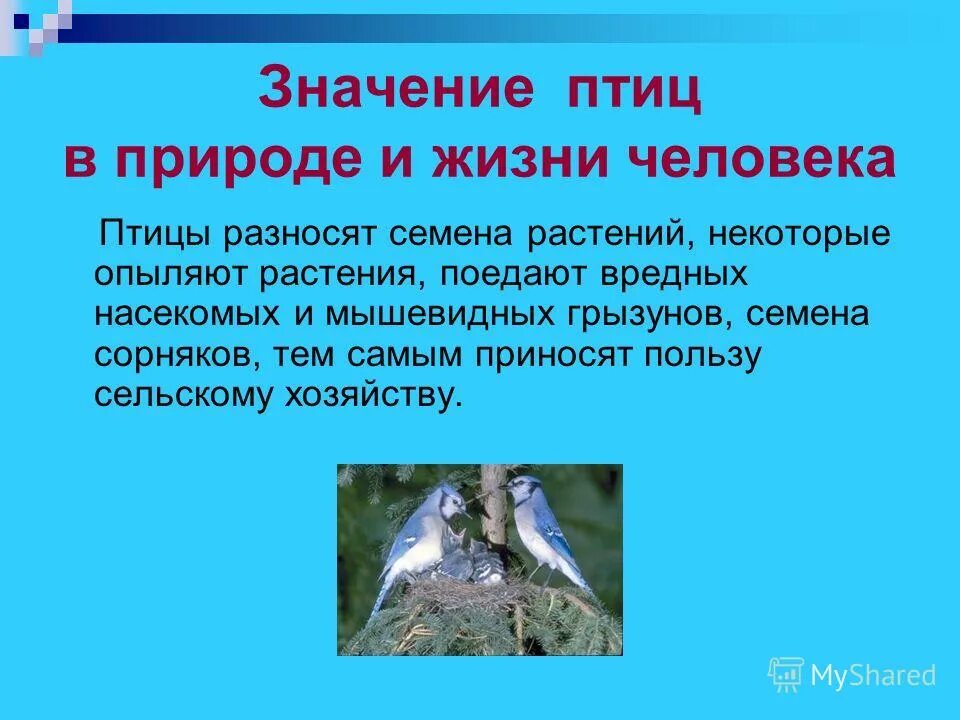 охота ястребиная соколиная. по биологии дневные хищные птицы. птицы используемые человеком. птицы используемые человеком. язык птиц.