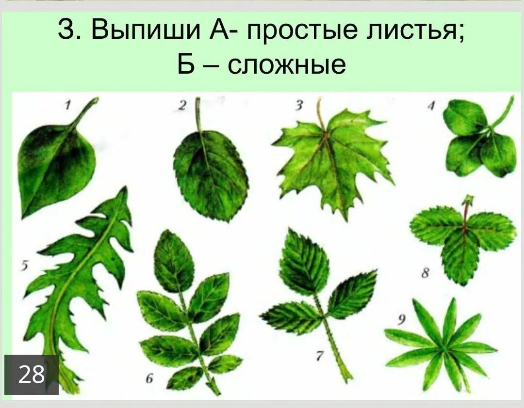 Части раздельного листа. Сложные листья. Простые листья. Простые листья и сложные листья. Деревья с простыми листьями.