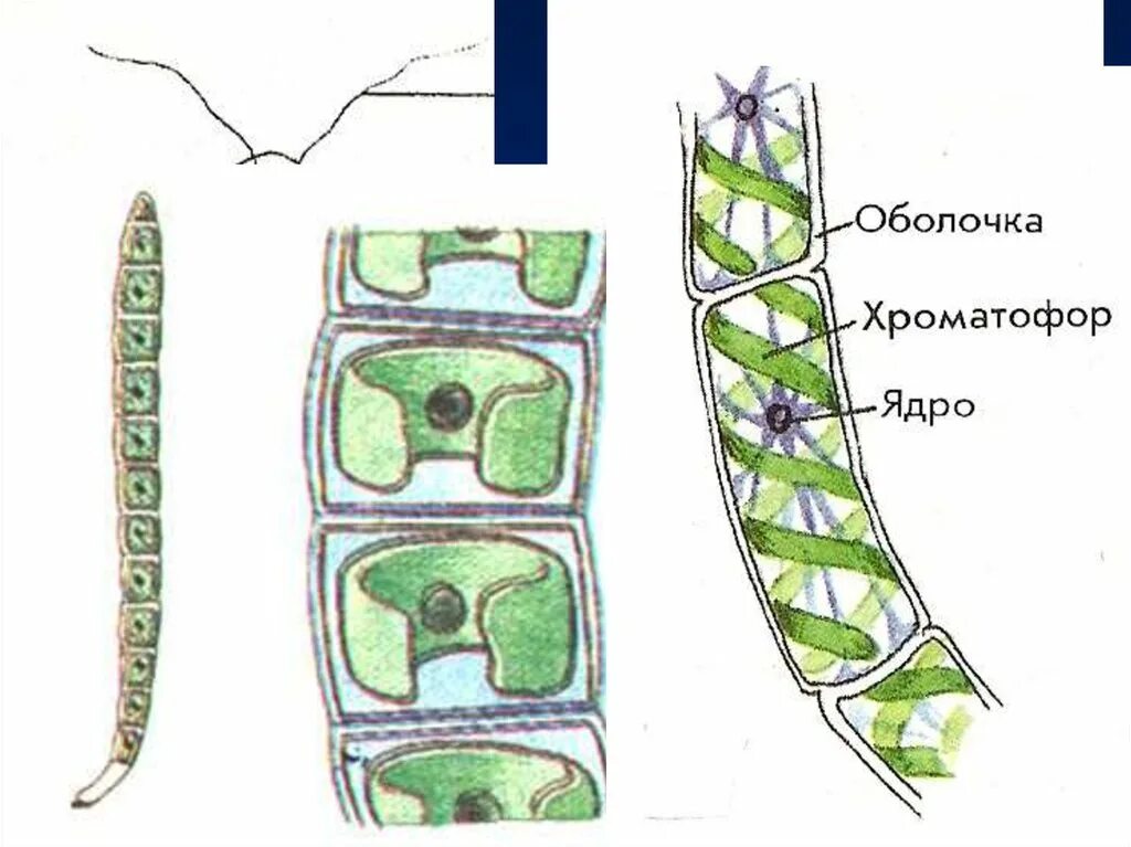 Какой цвет хроматофоров у улотрикса. Хроматофор улотрикса. многоклеточная водоросль спирогира. нитчатая водоросль улотрикс. зеленые водоросли улотрикс.