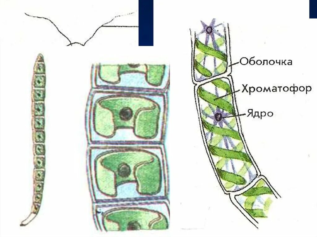 Хроматофор улотрикса. Зеленые водоросли улотрикс. Хроматофоры водорослей улотрикс. Нитчатая водоросль спирогира. Рисунок клетки водорослей