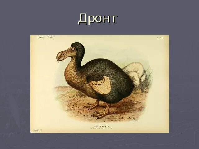 Дронт придворный 6 читать. Маврикий Дронт. Мавританский Дронт Додо. Дронт вымершая птица. Дронт птица красная книга.