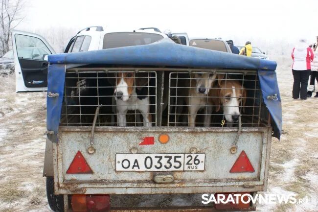 Песня не гоняй собак. Заяц гоняющий на тачке фото.