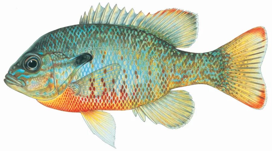 Redbreast Sunfish. Золотой окунь. Золотой окунь Бангладеш.