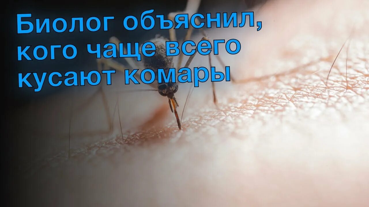 Кого кусают комары чаще всего. Кого комары кусают чаще группа крови. Каких людей любят кусать комары. Кого не кусают комары группа крови. Любимая группа комаров