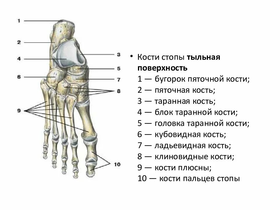 Таранная кость стопы анатомия. Кости предплюсны стопы анатомия. Кости стопы предплюсна плюсна фаланги. Кубовидная кость стопы анатомия строение.